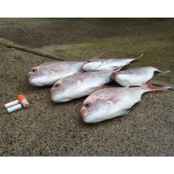 INOVA Bait Binder - Bait Elastic Dispenser