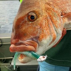 Catch Black Label Livies Softbait 5 Or 7